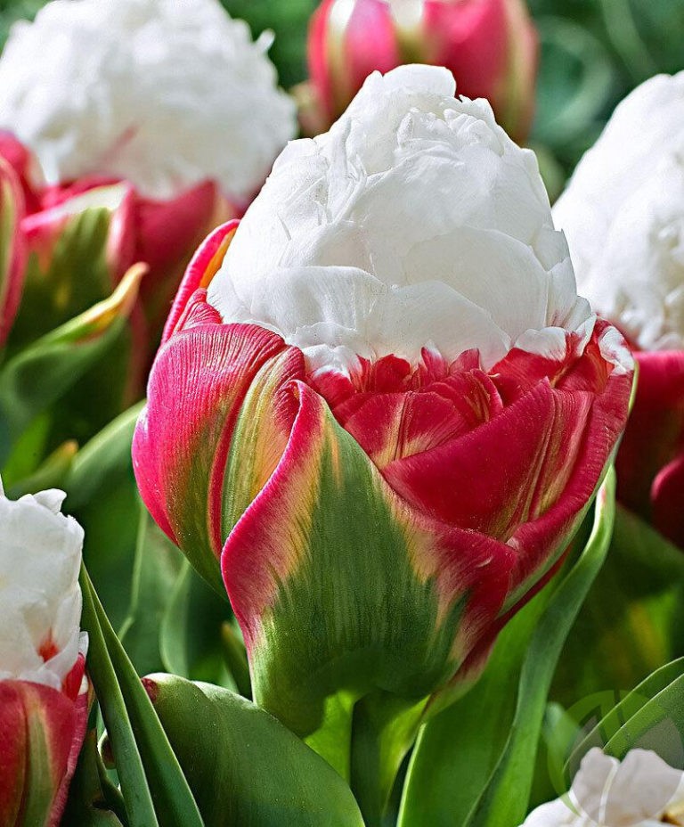 Тюльпаны Александра: особенности сорта, посадка и выращивание, отзывы